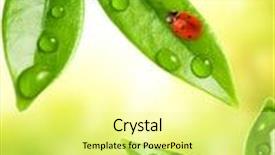  Presentation with ladybug - Colorful presentation design enhanced with ladybug sitting on a green leaf backdrop and a blonde colored foreground
