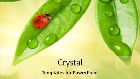  Presentation with ladybug - Audience pleasing slide set consisting of ladybug sitting on a green leaf backdrop and a blonde colored foreground