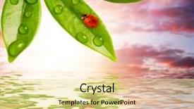  Presentation with green leaf - Colorful presentation enhanced with ladybug sitting on a green leaf backdrop and a blonde colored foreground