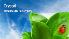  Presentation with ladybug - Amazing PPT theme having ladybug sitting on a green leaf backdrop and a teal colored foreground