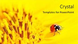  Presentation with ladybug - Slide deck featuring ladybug sitting on a sunflower background and a white colored foreground