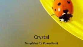  Presentation with ladybug - PPT theme consisting of ladybug sitting on a sunflower background and a gold colored foreground
