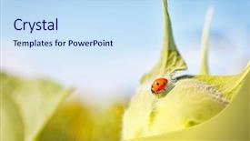  Presentation with ladybug - Cool new PPT layouts with ladybug sitting on sunflower backdrop and a sky blue colored foreground