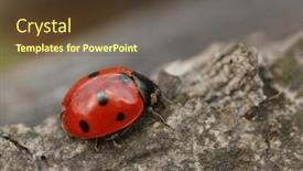  Presentation with ladybug - PPT theme having ladybug-sitting-on-the-bark background and a tawny brown colored foreground