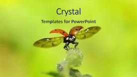  Presentation with blade - Audience pleasing presentation theme consisting of ladybug sitting on the blade backdrop and a yellow colored foreground