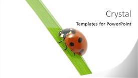  Presentation with ladybug - Amazing slide deck having ladybug backdrop and a white colored foreground