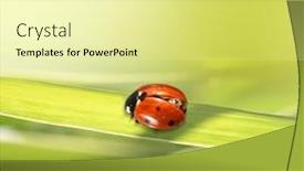  Presentation with ladybug - 