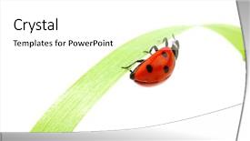  Presentation with ladybug - Beautiful presentation theme featuring ladybug backdrop and a white colored foreground