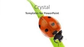  Presentation with ladybug - Presentation theme having ladybug background and a white colored foreground
