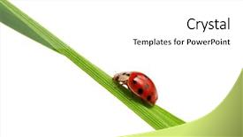  Presentation with ladybug - Colorful presentation theme enhanced with ladybug backdrop and a white colored foreground