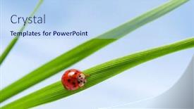  Presentation with ladybug - Audience pleasing presentation consisting of ladybug backdrop and a light blue colored foreground