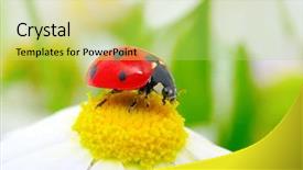  Presentation with ladybug - Beautiful presentation theme featuring ladybug backdrop and a yellow colored foreground