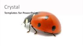 Presentation with ladybug - Theme featuring ladybug background and a white colored foreground