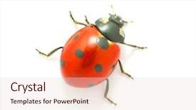  Presentation with ladybug - PPT theme having ladybug background and a lemonade colored foreground