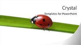  Presentation with art white gray grey - Audience pleasing PPT theme consisting of ladybugs - ladybug on grass isolated backdrop and a white colored foreground