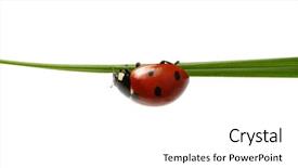  Presentation with ladybug - PPT theme enhanced with ladybugs - ladybug on grass isolated background and a white colored foreground