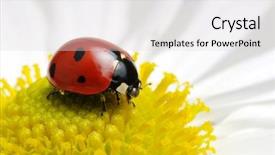  Presentation with ladybug - Presentation design with ladybugs - ladybug sits on a flower background and a light gray colored foreground