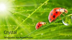  Presentation with ladybugs - Colorful theme enhanced with ladybugs family running backdrop and a gold colored foreground