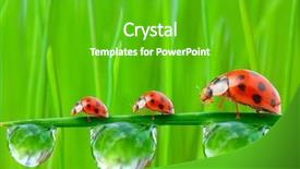  Presentation with ladybugs - Presentation enhanced with ladybugs family running background and a shamrock green colored foreground