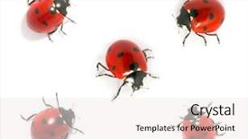  Presentation with ladybugs - Colorful presentation enhanced with ladybugs isolated on white backdrop and a sky blue colored foreground