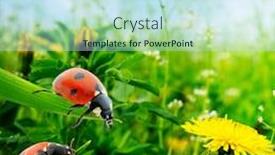  Presentation with ladybugs - Beautiful theme featuring ladybugs-on-green-leaves backdrop and a sky blue colored foreground