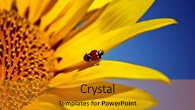  Presentation with ladybugs - Presentation featuring ladybugs on sunflower closeup background and a gold colored foreground