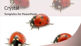  Presentation with ladybugs - Beautiful slides featuring ladybugs backdrop and a lemonade colored foreground