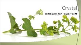  Presentation with herb - PPT theme enhanced with ladys mantle herb in flower isolated over white background alchemilla background and a white colored foreground