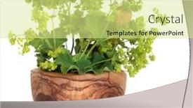  Presentation with white flowers - Colorful slide set enhanced with ladys mantle herb with flowers in an olive wood mortar with pestle over white background alchemilla vulgaris backdrop and a blonde colored foreground