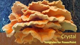  Presentation with sulphur - Audience pleasing slide deck consisting of laetiporus-sulphureus-sulphur-polypore backdrop and a tawny brown colored foreground