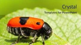  Presentation with pest control - PPT layouts enhanced with laeviuscula eating the leaf pest background and a yellow colored foreground