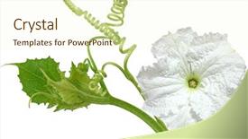  Presentation with flower - Audience pleasing PPT theme consisting of lagenaria vulgaris white pumpkin flower backdrop and a cream colored foreground