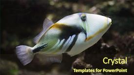  Presentation with lagoon - Beautiful PPT theme featuring lagoon triggerfish rhinecanthus aculeatus also backdrop and a wine colored foreground