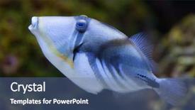  Presentation with lagoon - Slides with lagoon triggerfish rhinecanthus aculeatus also known as the picasso triggerfish sea life background and a ocean colored foreground