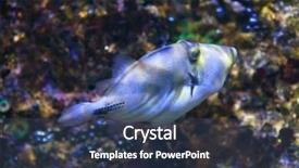  Presentation with lagoon - Slide set having lagoon triggerfish rhinecanthus aculeatus also known as the picasso triggerfish sea life background and a ocean colored foreground