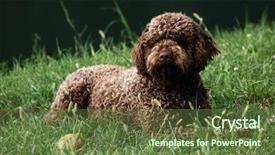  Presentation with dog - Amazing PPT layouts having lagotto romagnolo dog backdrop and a tawny brown colored foreground