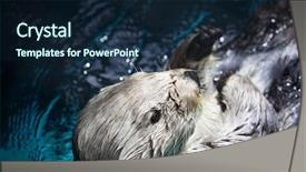  Presentation with sea otter - Slides featuring laid back sea otter background and a navy blue colored foreground