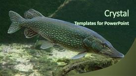  Presentation with lake fish - Amazing slides having lake fish - underwater photo big pike esox backdrop and a tawny brown colored foreground