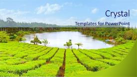  Presentation with tea plantation - Amazing slides having lake in biggest tea plantations backdrop and a light blue colored foreground