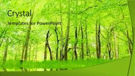  Presentation with green lake - Beautiful presentation featuring lake in green hornbeam growth backdrop and a yellow colored foreground