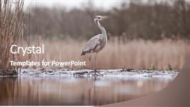  Presentation with early bird - Presentation theme featuring lake in the early background and a  colored foreground