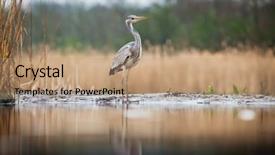  Presentation with early bird - PPT layouts with lake in the early background and a  colored foreground