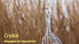  Presentation with early bird - Beautiful theme featuring lake in the early backdrop and a  colored foreground