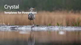  Presentation with early bird - Colorful slide deck enhanced with lake in the early backdrop and a dark gray colored foreground