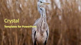  Presentation with early bird - PPT layouts enhanced with lake in the early background and a  colored foreground