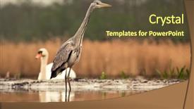  Presentation with early bird - Amazing slide deck having lake in the early backdrop and a  colored foreground