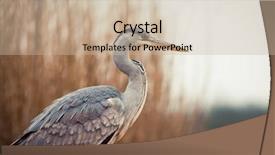  Presentation with early bird - Presentation theme with lake in the early background and a mint green colored foreground