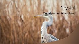  Presentation with early bird - Presentation featuring lake in the early background and a coral colored foreground