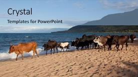  Presentation with cattle - PPT theme with lake malawi with cattle background and a light blue colored foreground