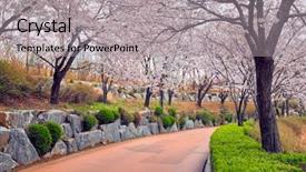  Presentation with cherry blossom - PPT theme with lake park seoul south korea background and a light gray colored foreground
